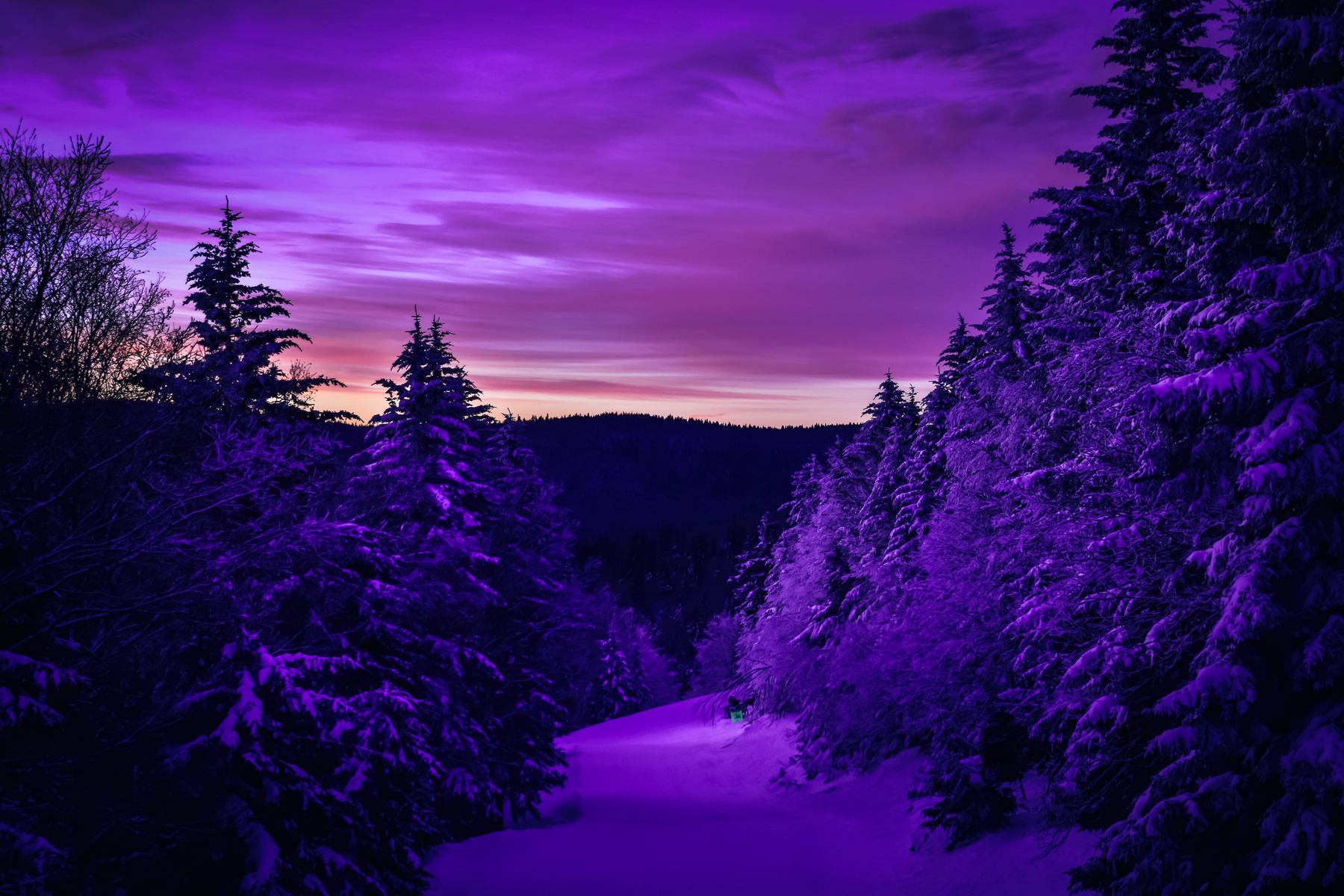 Trees Under the Purple Sky 